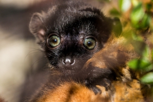 Letošní mládě lemura Sclaterova je sameček!