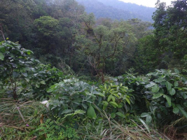 Novinky z Coffee and Primate Conservation Project