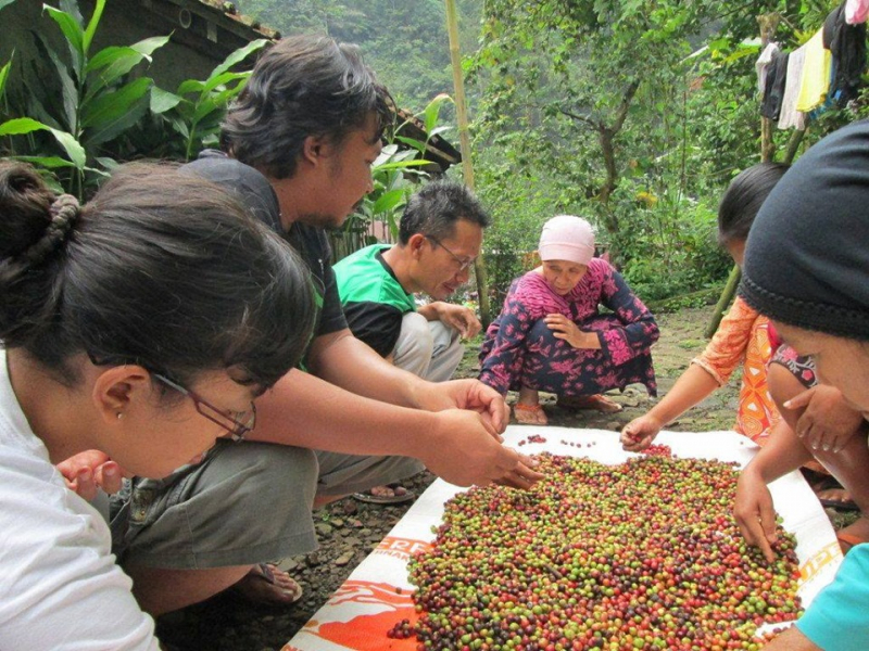 Návrat ke stínomilné kávě pomáhá gibonům