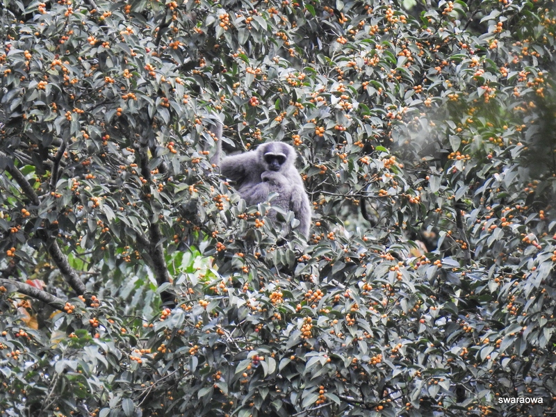 Výtěžek z Běhu pro gibony pomůže k vytvoření mobilní ochranářské jednotky