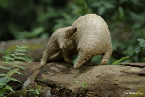 Světový den luskounů