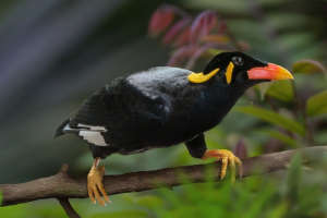 6. ročník běhu Zoo Ostrava se blíží