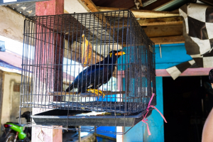 Za písničku Range Rover