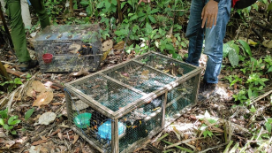Čeští ochranáři odvrátili hrozbu vyhynutí loskutáků niaských, rozprášili další pašerácký gang