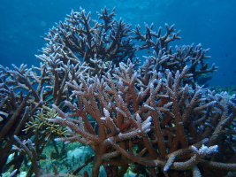 Korálové útesy Vás potřebují