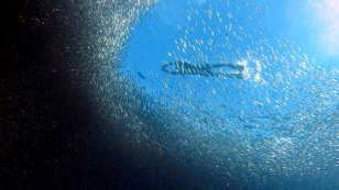 Filipíny jako "mořská Amazonie"