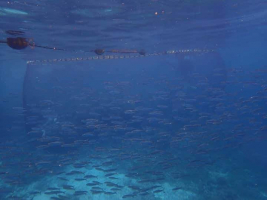 Co ničí mořský ekosystém na Filipínách