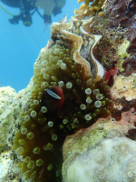 Obří škeble a ekosystém korálových útesů