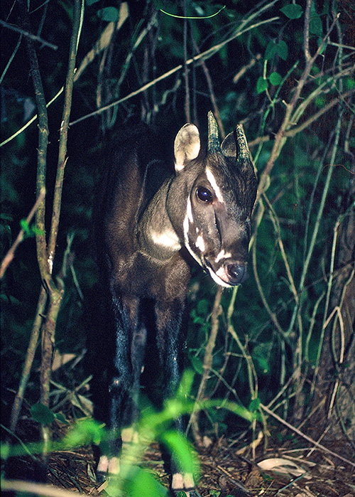Saola